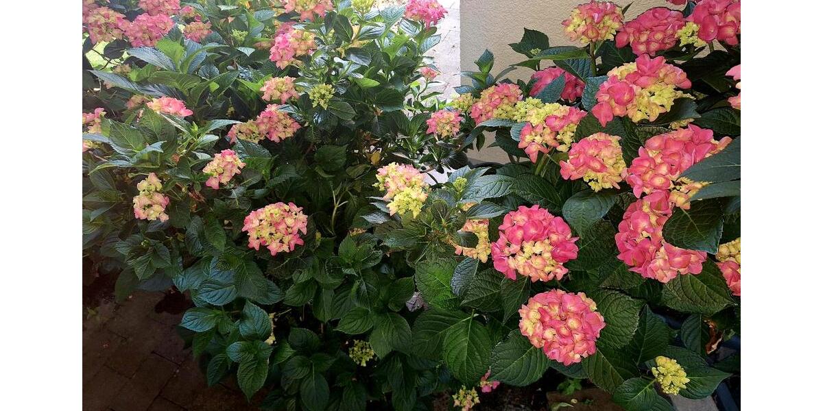 Wohnen auf Zeit Bad Salzuflen Ehrsen-Breden - 2 Zimmer, 26 m&sup2;, 450&euro; | Angebot:25789623