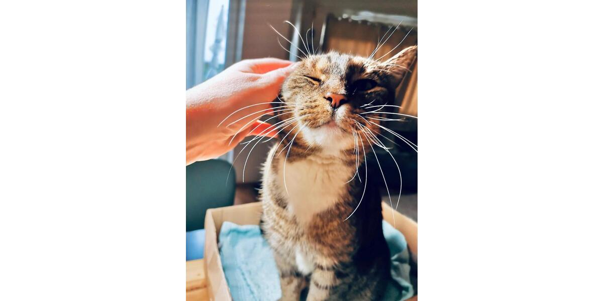 Wohnen auf Zeit Nauen - 1 Zimmer, 16 m&sup2;, 800&euro; | Angebot:24523677