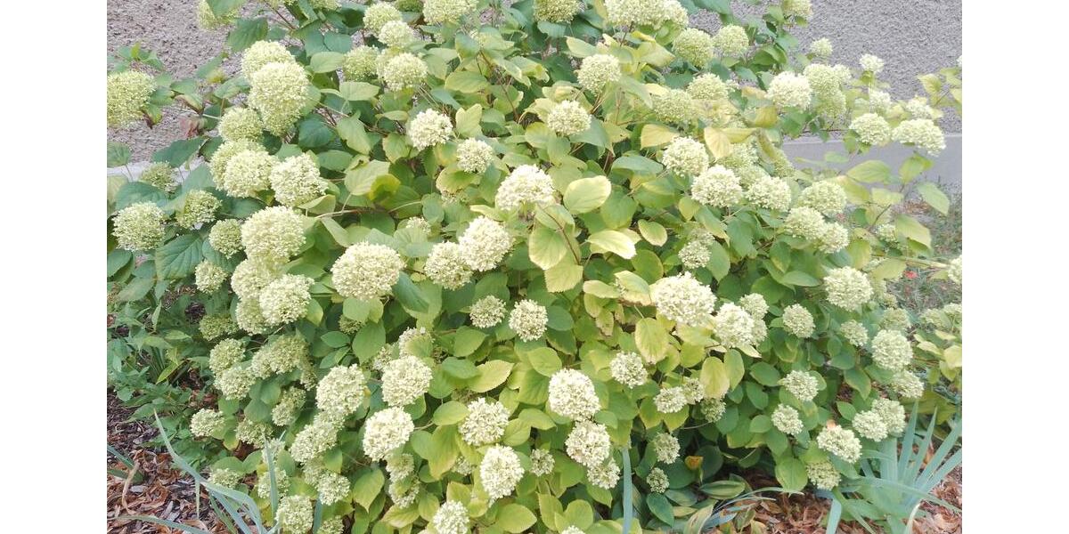 Einfamilienhaus Luckenwalde - 5 Zimmer, 124 m&sup2;, 1.320&euro; | Angebot:26252061