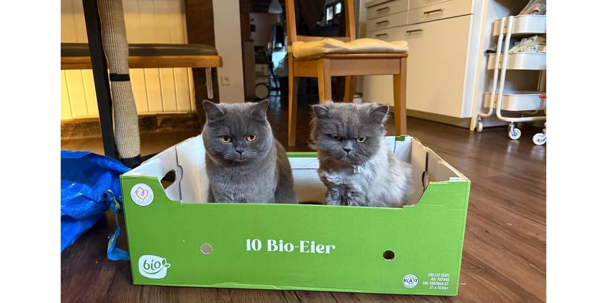 700€ insgesamt, keine versteckten Kosten (Village-Neuf,FR) 8 zimmer