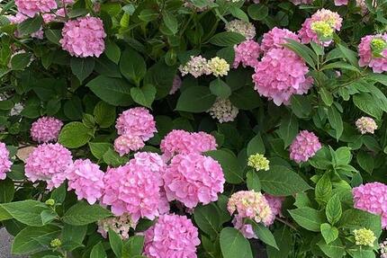 Wohnen auf Zeit Augsburg Pfersee - 2 Zimmer, 28 m&sup2;, 535&euro; | Angebot:26275101