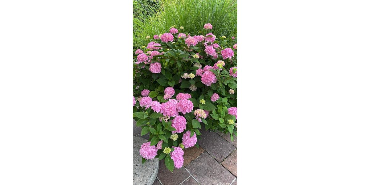 Wohnen auf Zeit Augsburg Pfersee - 2 Zimmer, 28 m&sup2;, 535&euro; | Angebot:26275101