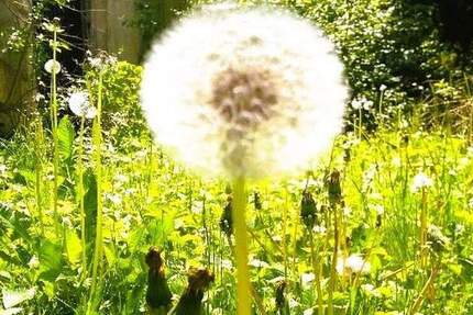 Einfamilienhaus nur gewerbliche Vermietung z.B. an caritative, gemeinnützige Organisationen 7 zimmer