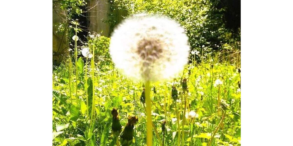 Einfamilienhaus Wangen im Allgäu Wangen - 7 Zimmer, 250 m&sup2;, 2.500&euro; | Angebot:24547733