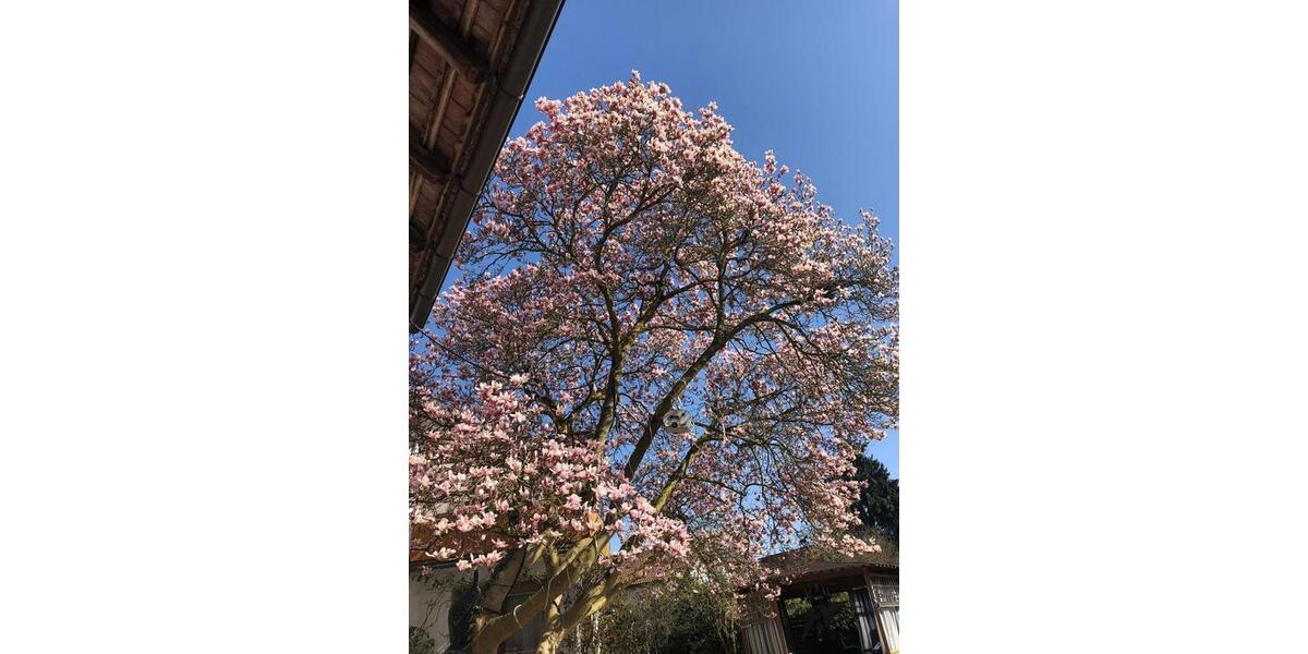 Gemütliche Wohnung (ca. 100 m²) in Rheinau-Linx zu vermieten 4 zimmer