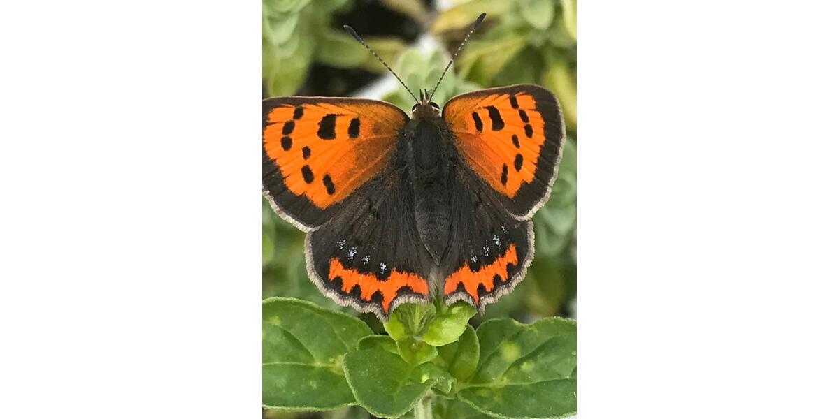 Wohnen auf Zeit Greven - 2 Zimmer, 50 m&sup2;, 80&euro; | Angebot:25903731