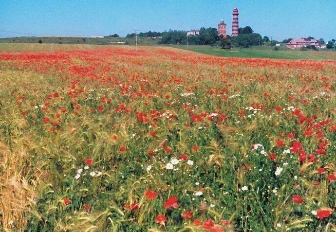 Gewerbeobjekt Binz Ostseebad Binz - 1 Zimmer, 1.600&euro; | Angebot:25725608