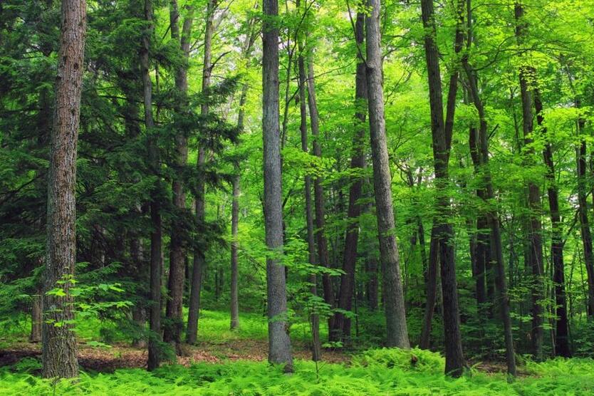 Waldgrundstück Waldfläche Wald Forst Immobilie Brennholz