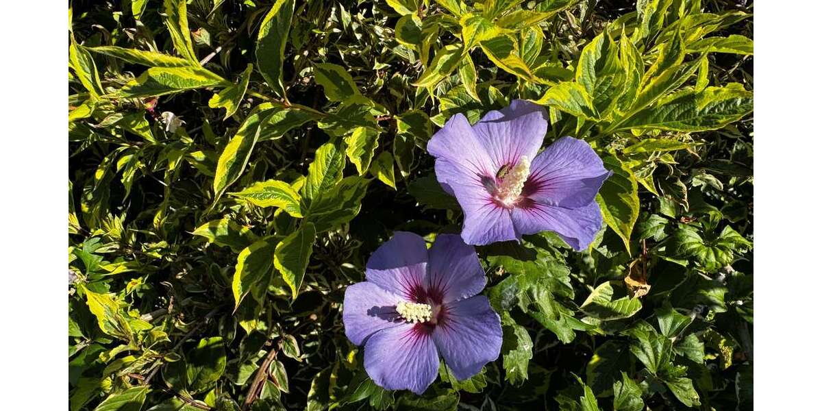 Etagenwohnung Sebnitz - 3 Zimmer, 110 m&sup2;, 495&euro; | Angebot:22268263