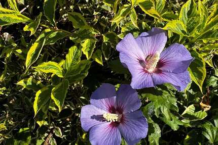 Wohnung Sebnitz - 3 Zimmer, 110 m&sup2;, 495&euro; | Angebot:22268263