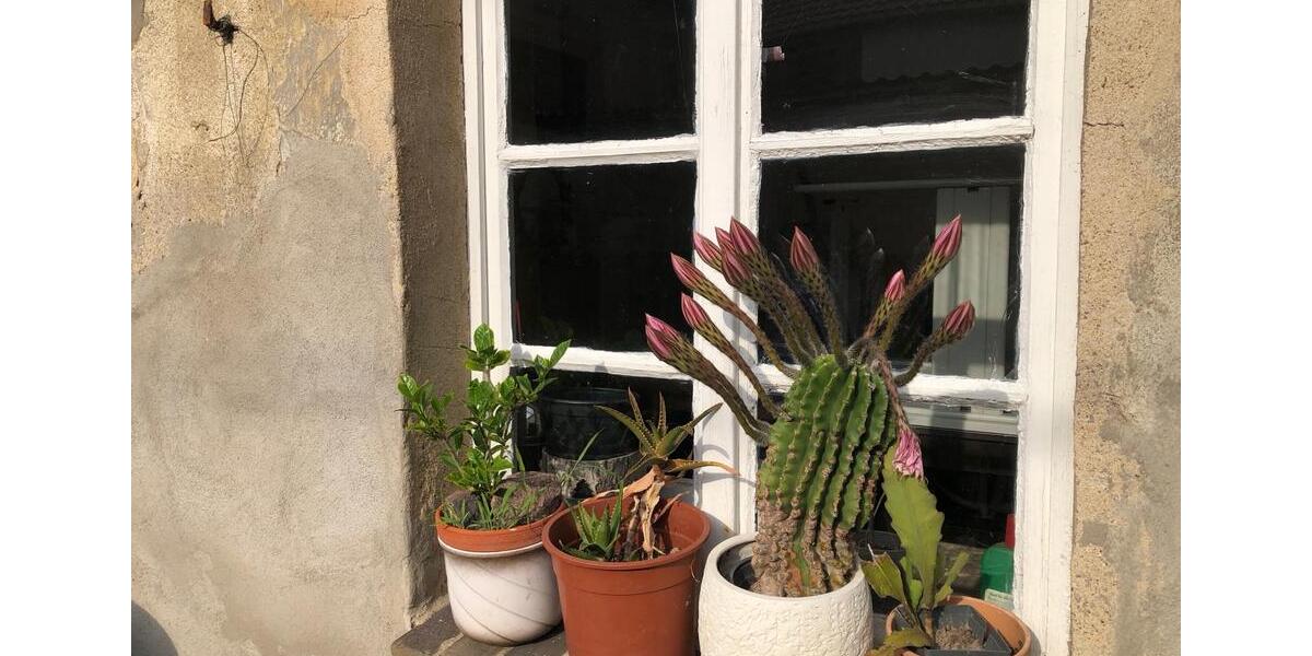 Reihenhaus Halle (Saale) - 10 Zimmer, 135 m&sup2;, 400&euro; | Angebot:25616087