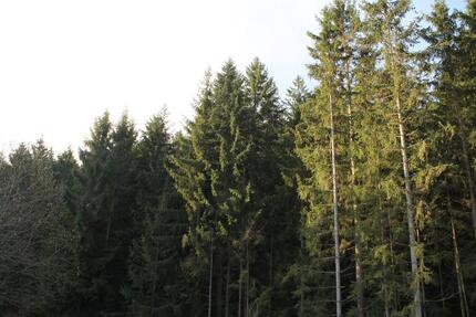 Wohnung Arrach - 2.5 Zimmer, 68 m&sup2;, 600&euro; | Angebot:25417734