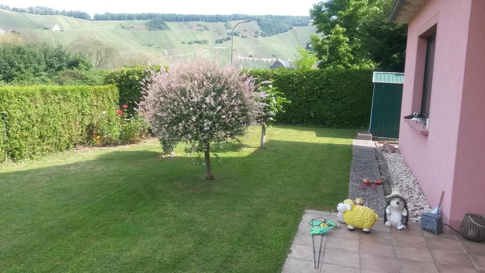 WG-Vermietung: Gepflegte, große Erdgeschoss Wohnung mit eigenem Garten 1 zimmer