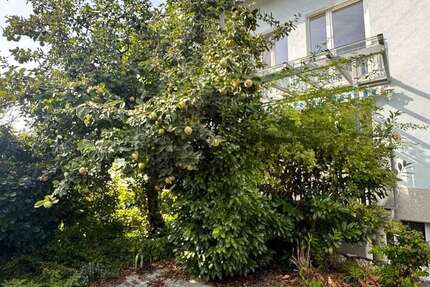 Haus zum Mieten in Umkirch 2.100 € 176 m²