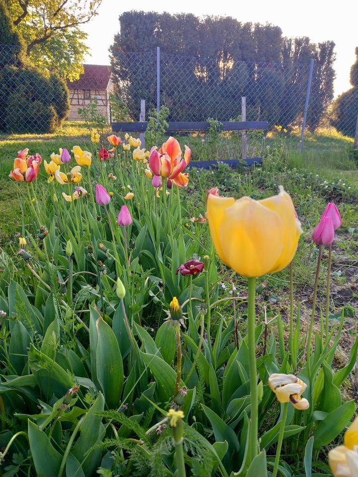 sonniger Eigentumsgarten, Privatgrundstück, Privatgarten