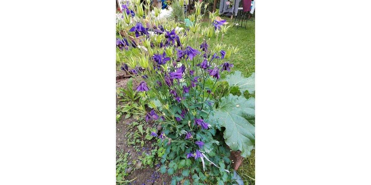 Reihenhaus Blaichach - 6 Zimmer, 130 m&sup2;, 1.800&euro; | Angebot:26017016