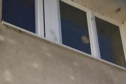 Wohnung Südliches Anhalt Pfaffendorf - 2 Zimmer, 55 m&sup2;, 370&euro; | Angebot:24685276