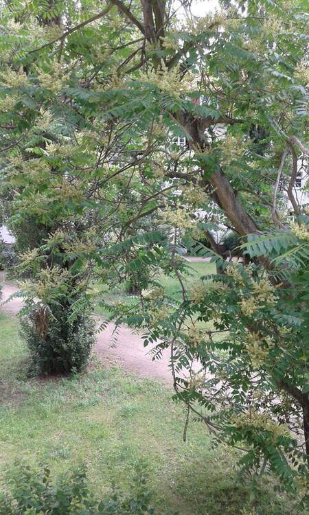 Sonnige 2-Zi-DG-Whg, Bj 2000, auf einem Altbau, 3. OG 2 zimmer