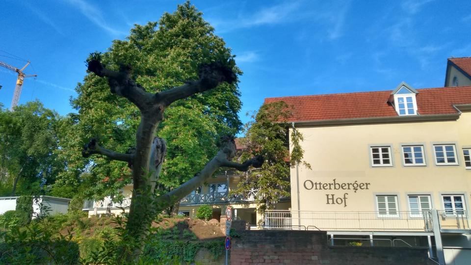 Terrassenwohnung Otterberg - 2 Zimmer, 79 m&sup2;, 912&euro; | Angebot:25965336