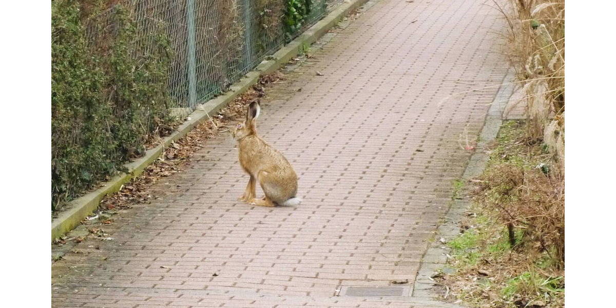 Terrassenwohnung Nürnberg Maxfeld - 2 Zimmer, 76 m&sup2;, 999&euro; | Angebot:26154503