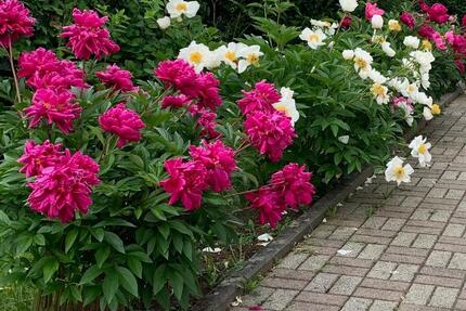 Wohnung Aßlar - 3 Zimmer, 90 m&sup2;, 950&euro; | Angebot:26256106