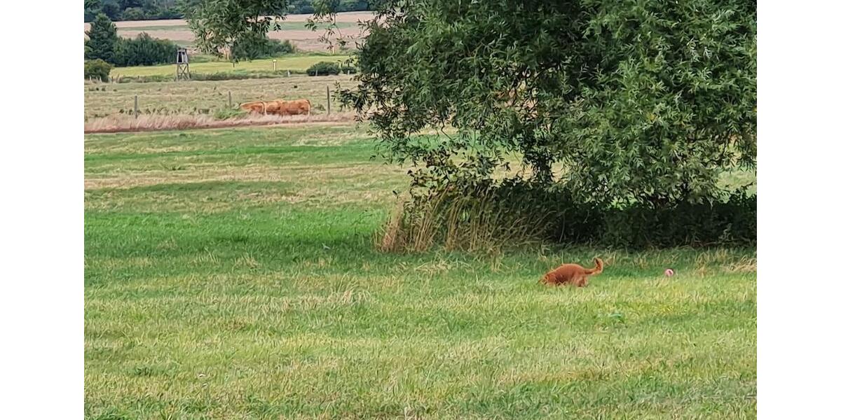 Etagenwohnung Kuhfelde - 2 Zimmer, 95 m&sup2;, 455&euro; | Angebot:25668161