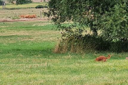 Wohnung Kuhfelde - 2 Zimmer, 95 m&sup2;, 455&euro; | Angebot:25668161