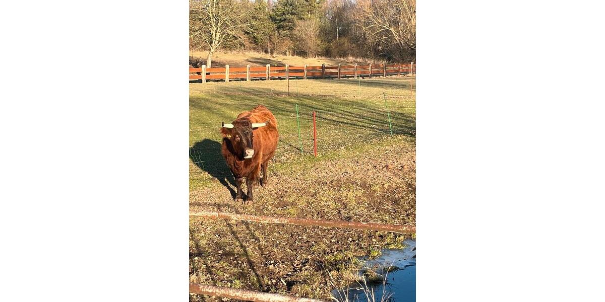 Erdgeschoßwohnung Groitzsch - 3 Zimmer, 62 m&sup2;, 600&euro; | Angebot:24701343