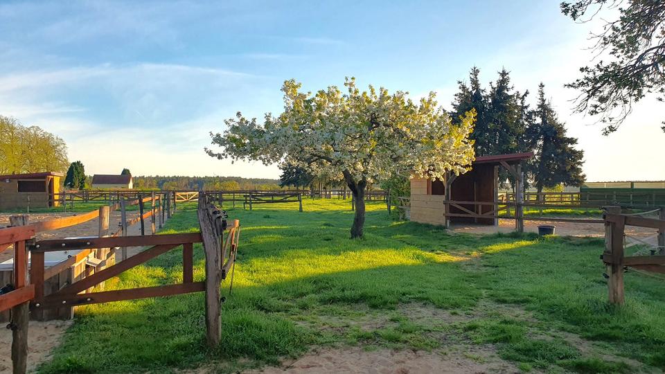 Dachgeschoßwohnung Ziesar - 2 Zimmer, 61 m&sup2;, 380&euro; | Angebot:24744105