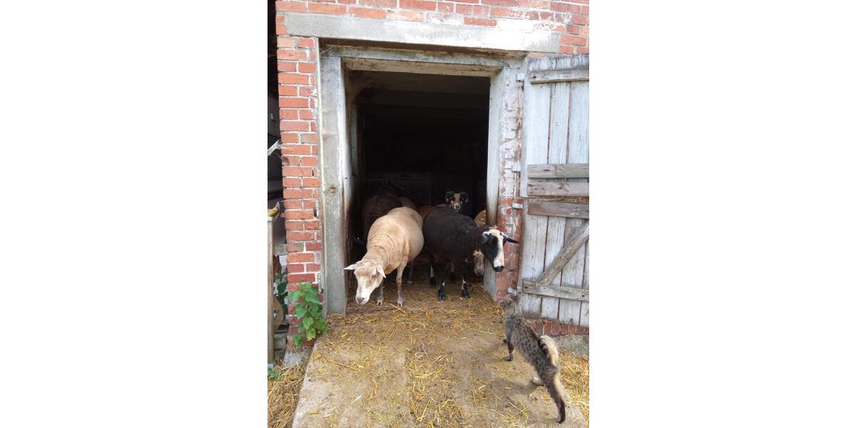 Erdgeschoßwohnung Lewitzrand - 1 Zimmer, 33 m&sup2;, 250&euro; | Angebot:22066242