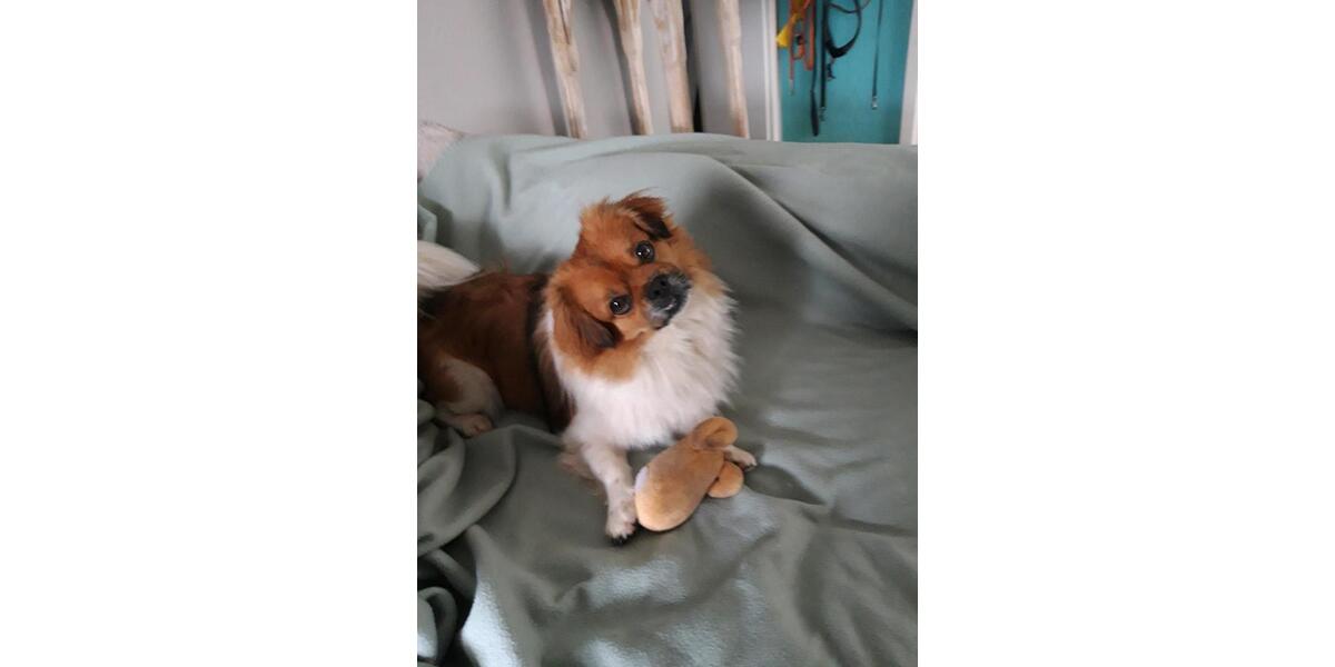 Etagenwohnung Schmelz - 2 Zimmer, 50 m&sup2;, 500&euro; | Angebot:24865871