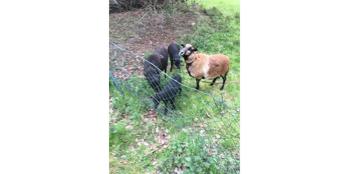 Wohnen auf Zeit Wiesenburg/Mark Mark - 1 Zimmer, 35 m&sup2;, 490&euro; | Angebot:24851381