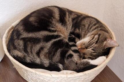 Wohnen auf Zeit Kassel Kirchditmold - 1 Zimmer, 90 m&sup2;, 398&euro; | Angebot:24634177