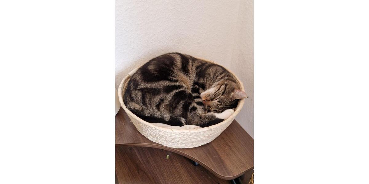 Wohnen auf Zeit Kassel Kirchditmold - 1 Zimmer, 90 m&sup2;, 398&euro; | Angebot:24634177