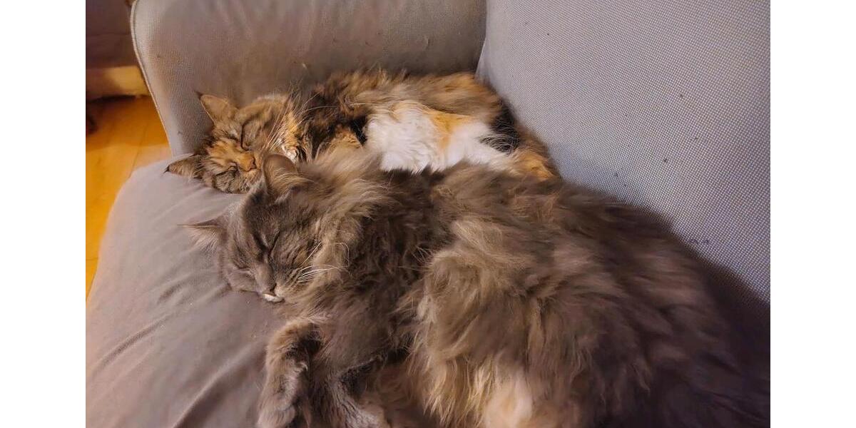 Dachgeschoßwohnung Leipzig Mitte - 1 Zimmer, 20 m&sup2;, 100&euro; | Angebot:26036478