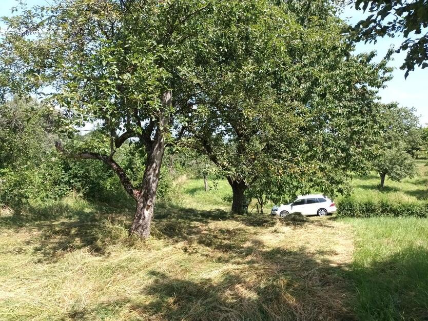 Baumwiese Freizeitgrundstück Garten