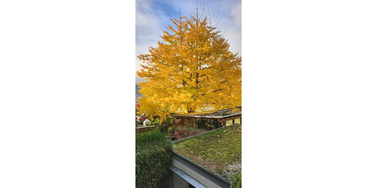 Repräsentative 1920er-Jahre Villa in Zell (Mosel) 9 zimmer