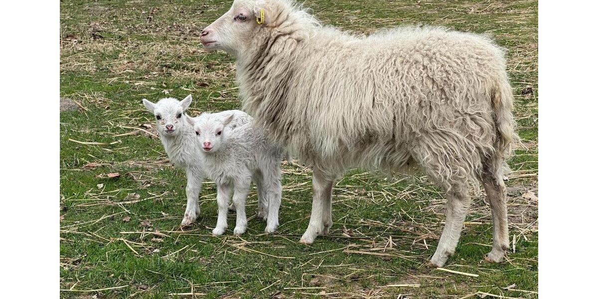 Wohnen auf Zeit Chorin - 3 Zimmer, 35 m&sup2;, 400&euro; | Angebot:25854954