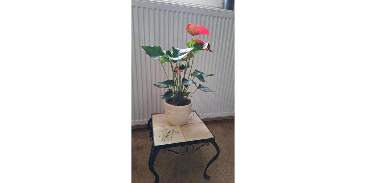 Dachgeschoßwohnung Schwabach - 1 Zimmer, 45 m&sup2;, 620&euro; | Angebot:25230850