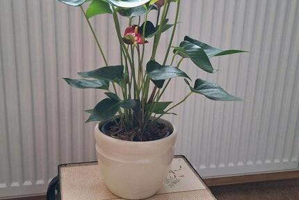 Wohnung Schwabach - 1 Zimmer, 45 m&sup2;, 620&euro; | Angebot:25230850