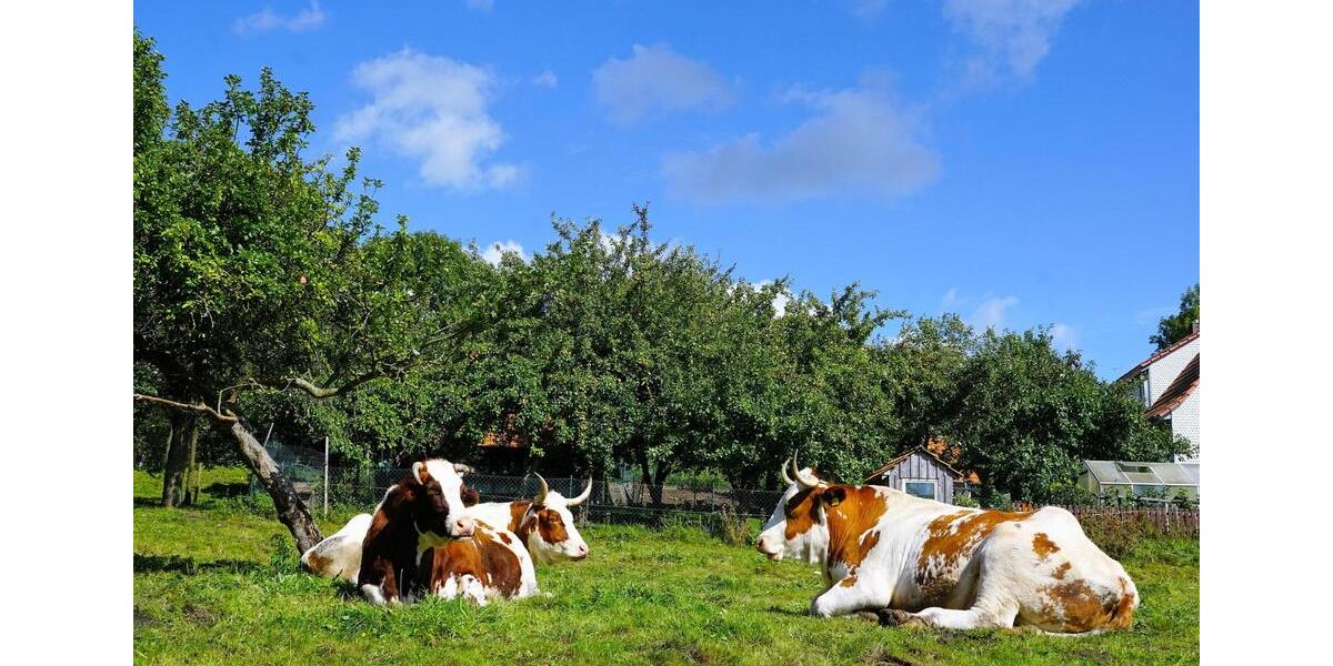 Gewerbeobjekt Jettingen - 4.000&euro; | Angebot:24889942