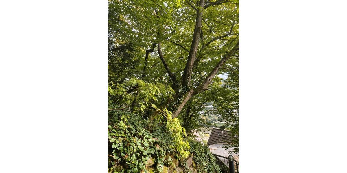 Wohnen auf Zeit Heidelberg Peterstal - 3 Zimmer, 120 m&sup2;, 825&euro; | Angebot:24849433