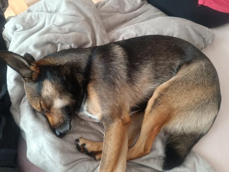 Wohnen auf Zeit Dessau-Roßlau Roßlau - 3 Zimmer, 60 m&sup2;, 400&euro; | Angebot:25383276