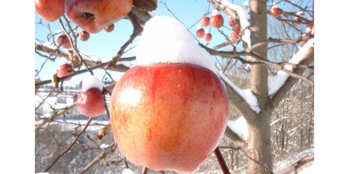 Wohnen auf Zeit Sankt Englmar - 1 Zimmer, 750&euro; | Angebot:22966220