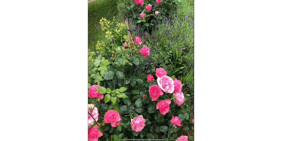 Dachgeschoßwohnung Bad Hersfeld - 2 Zimmer, 50 m&sup2;, 450&euro; | Angebot:25932501