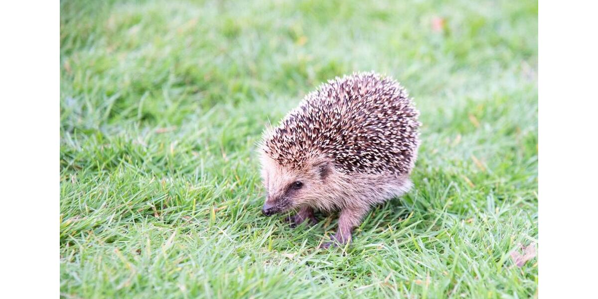 helle, freundliche Doppelhaushälfte in Burgwedel - Fuhrberg 5 zimmer