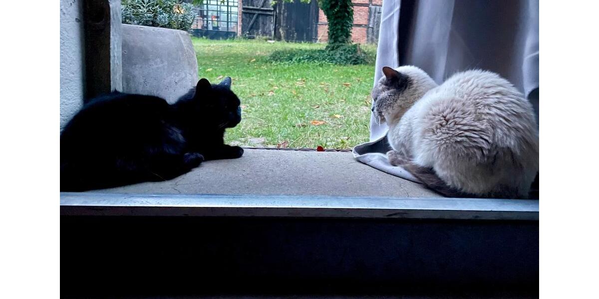 Wohnen auf Zeit Rheinsberg - 1 Zimmer, 20 m&sup2;, 600&euro; | Angebot:24512301