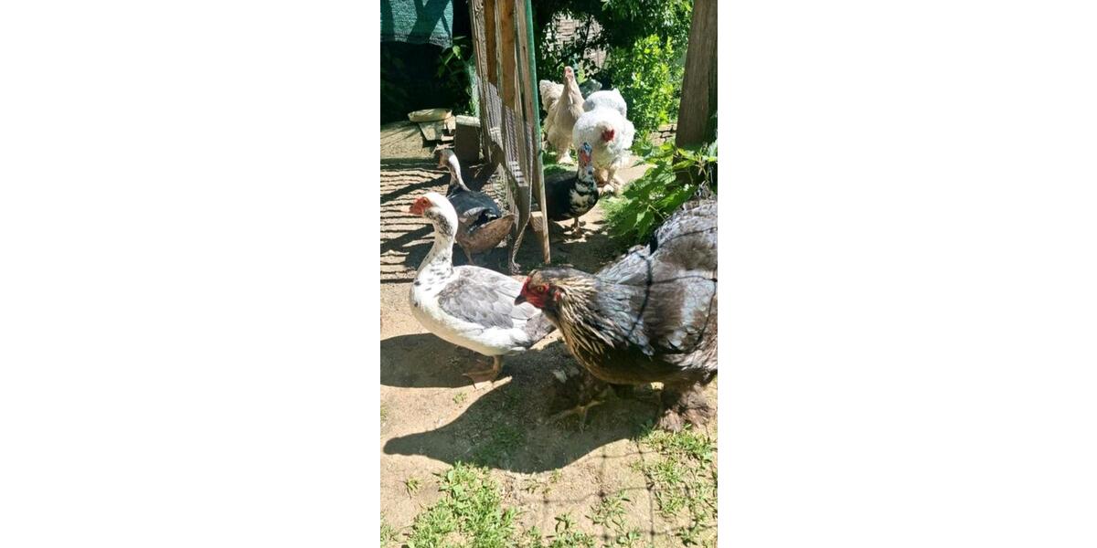 Wohnen auf Zeit Windeck - 1 Zimmer, 250 m&sup2;, 250&euro; | Angebot:23635643