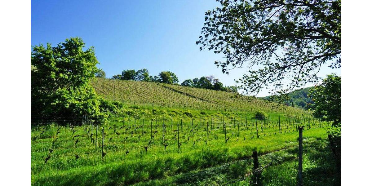 In den Radebeuler Weinbergen 5 zimmer