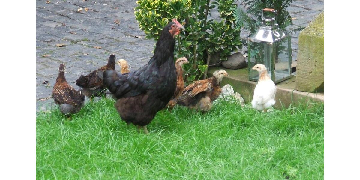 Etagenwohnung Roßdorf - 2 Zimmer, 50 m&sup2;, 750&euro; | Angebot:23575984